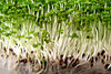 vegetable sprouting variety