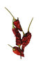 Chilli peppers