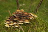 poisonous mushrooms