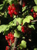 Red currant 1