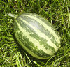 Colorful vegetables 4