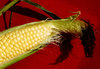 Corn 2