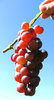 Fresh grapes 3
