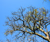 Old pear tree