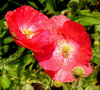 Poppy collection 5