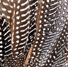 Feathers