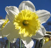 Daffodil 1