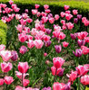 Paris garden 1