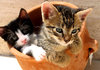 Kittens in a pot 3