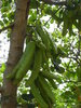 Carob bean