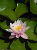 Water Lily