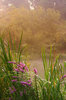 Morning Mist