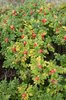 Rosehips