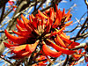 fiery fingers