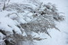 Snow scene