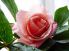 Rose Pink hues