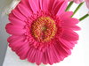 Pink flowers