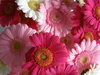 Pink flowers