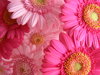 Pink Flowers