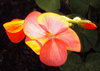 Orange tinted geranium