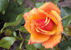 Golden Rose