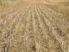 Stubble Field