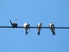 swallows on the wire