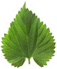 Hop Leaf