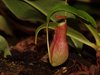 Nepenthes