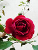 Red Velvet Rose