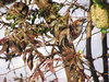 Hungry sparrow