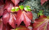 rich green and red ivy