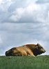 Bull