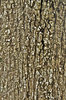 Bark Texture