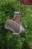Grey squirrel
