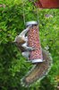 Grey squirrel