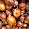 pickling onions
