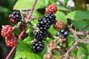 Wild blackberries