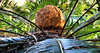 furry fruit