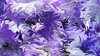 Hydrangea abstract 1