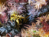 Seaweed abstract 1