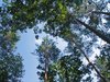 tall forest trees