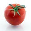 TOMATO-TOMATOES