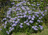Autumn daisies