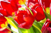 Red tulips in sunlight