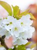 Blossom