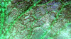 alien skin