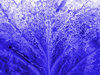 blue alien skin