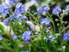 forget me not 2