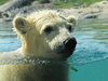 Vicks, baby polar bear.
